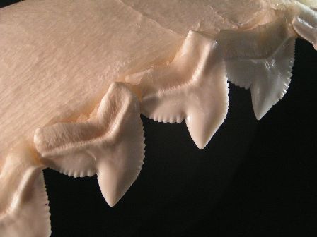 Teeth of tiger sharks are serrated to saw through flesh